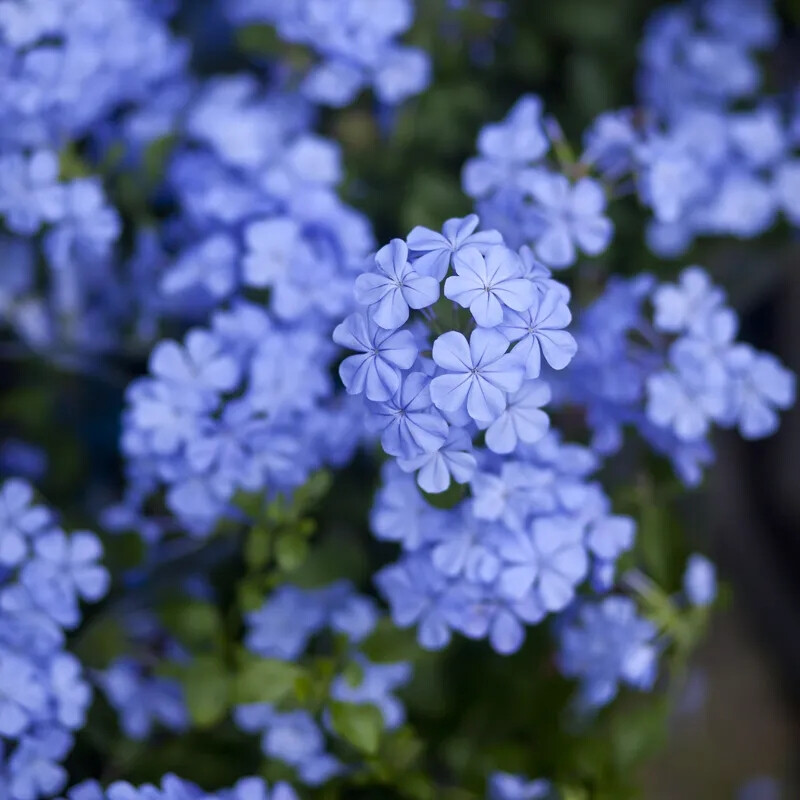 蓝雪花