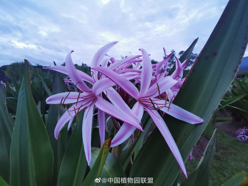 红花文殊兰，版纳常见栽培的一种文殊兰属杂交种，植株高大，足有一人高，花序也粗大，有些花莛没有叶片支撑，直接倒在地上开，颇为壮观。 ​​​