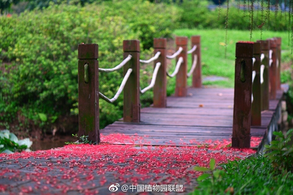 红花玉蕊（Barringtonia acutangula）进入盛花期，傍晚开始开花，下半夜就落花，早上就只能看红地毯了。