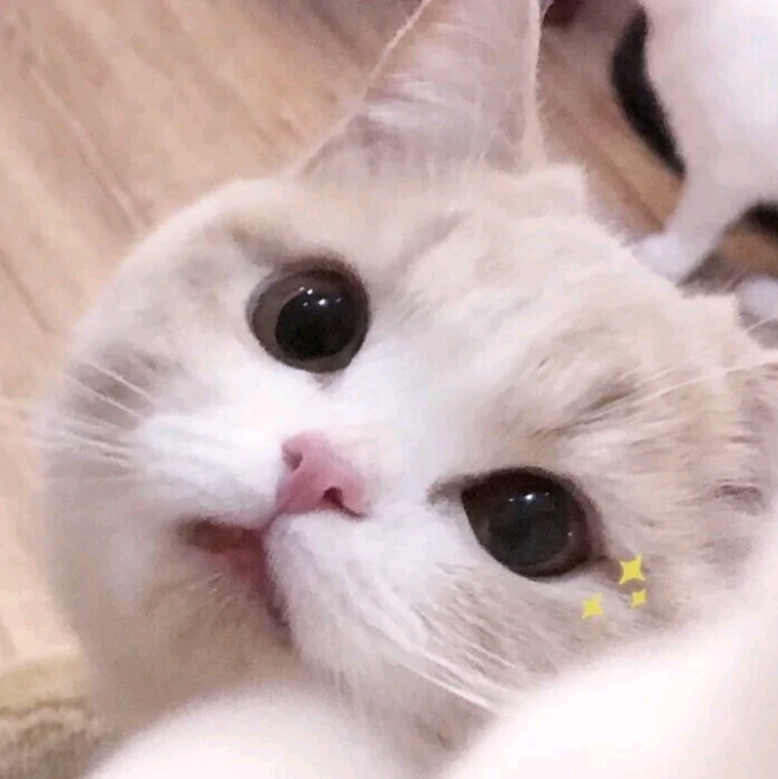 “猛男猛女专用安”