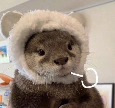 萌宠可爱头像