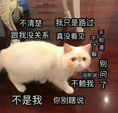 猫咪表情包 你别瞎说喔