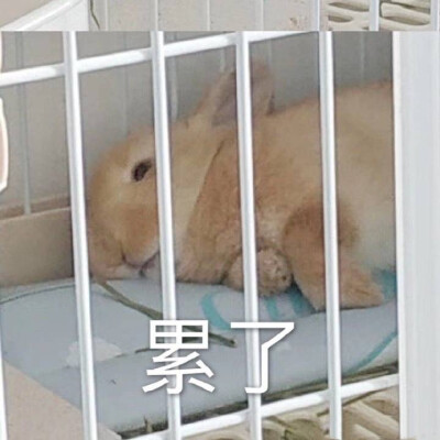 兔兔表情包 累了 瘫倒在笼子里