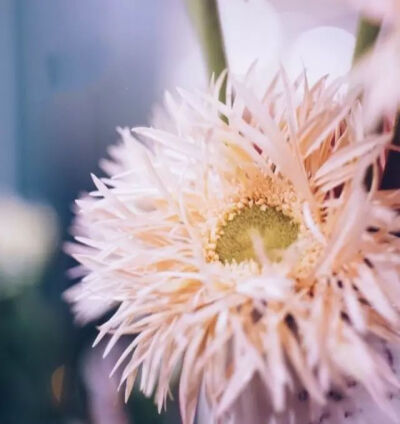 非洲菊，菊科多年生草本植物，谐音「扶郎花」，主产南非南部，另马达加斯加岛上也有大量野生，少数分布在亚洲，是鲜切花领域的常青树了。
