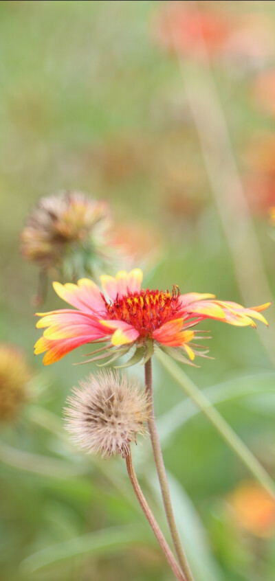 原创｜植物特写
今天拍的小花花们
太美了♡♡♡我爱摄影