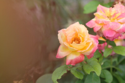 原创｜植物特写
今天拍的小花花们
太美了♡♡♡我爱摄影