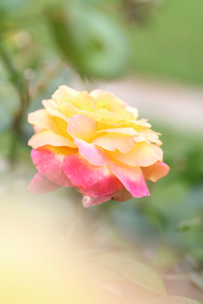 原创｜植物特写
今天拍的小花花们
太美了♡♡♡我爱摄影