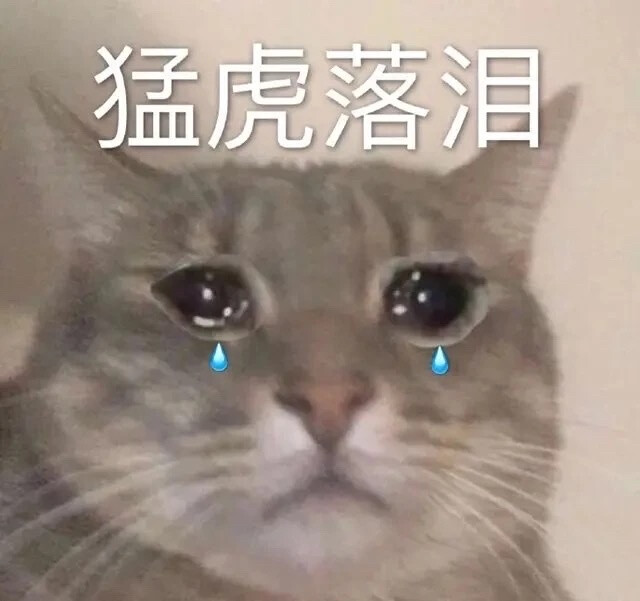 猫猫