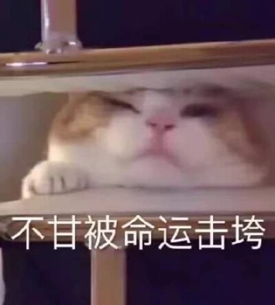 猫猫