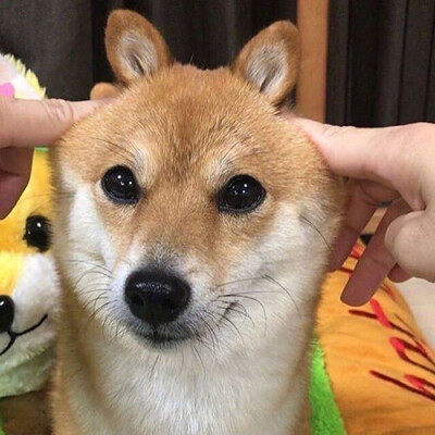 柴犬