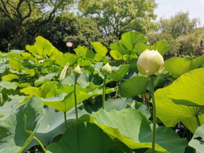 花花世界