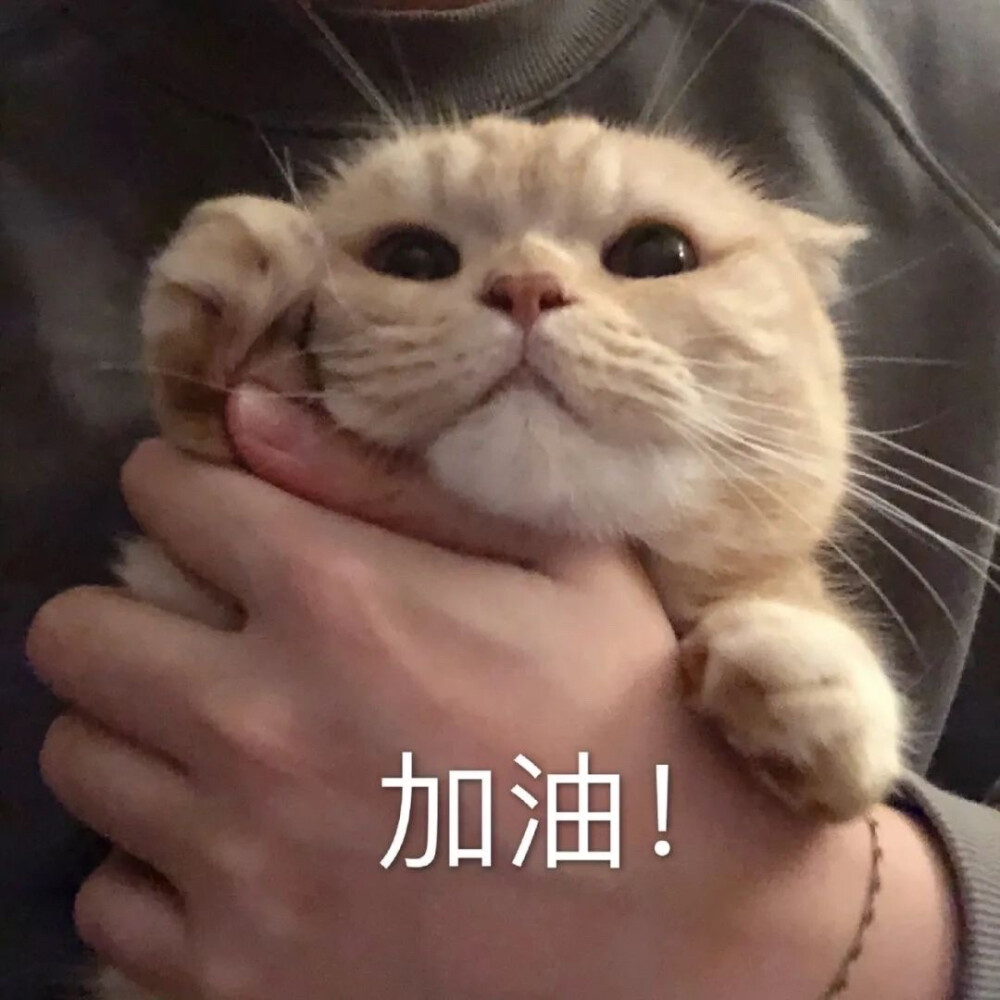 猫咪表情包 加油！