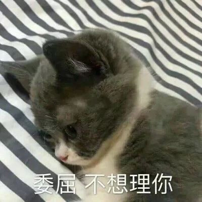 猫咪表情包 委屈 不想理你