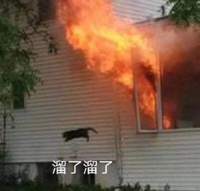 猫猫表情包 溜了溜了