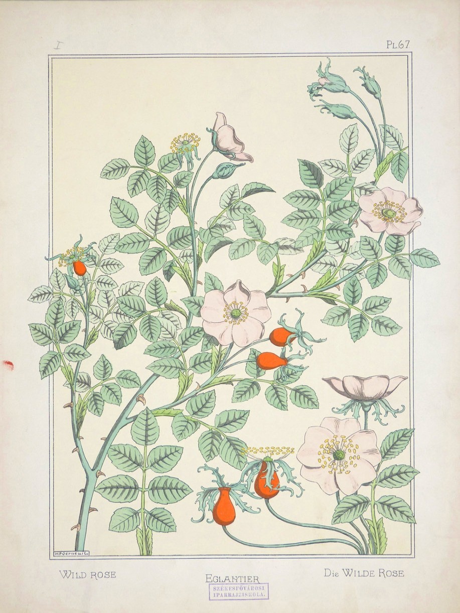 法国新艺术风格平面设计大师
Maurice Pillard Verneuil（1869-1942）是法国新艺术风格的平面设计大师。他很早就对日本艺术感兴趣，所以在设计图案时也会参考日本的植物样式。 ​​​