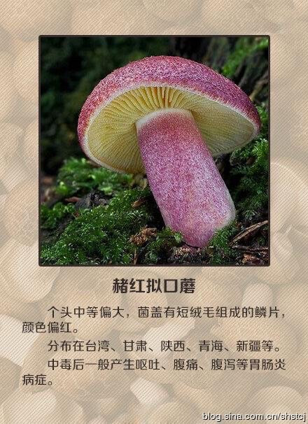 毒蘑菇