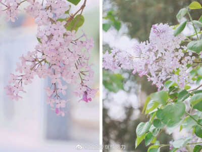 #VSCO##摄影##中国图库#
#丁香花#
摄影@金金要继续努力
你 说 你 最 爱 丁 香 花
我记得老二中有一棵丁香树
从教室旁侧门出来就是
下午大课间活动
学校喇叭里就会响起《丁香花》 ​