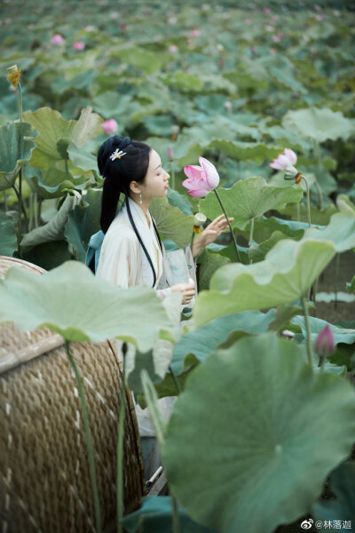 
采莲曲
荷叶罗裙一色裁，芙蓉向脸两边开。
乱入池中看不见，闻歌始觉有人来。
摄影/后期：@林落迦
出镜：神仙客妹
汉服:@流烟昔泠汉服
师傅：@疯子Charles @夏弃疾_
