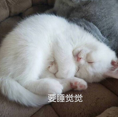 可爱猫咪表情包
（图源微博，表情自制，要拿请评论扣一哦）
么么