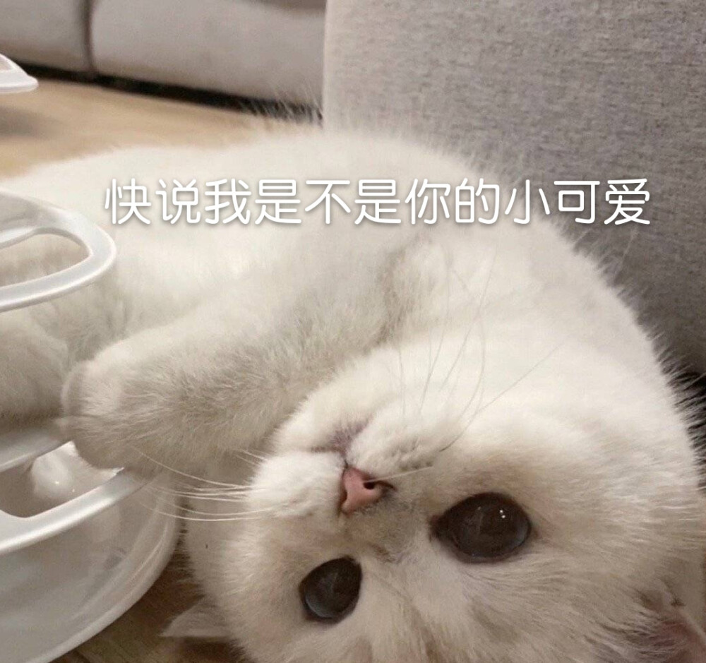 可爱猫咪表情包
（图源微博，表情自制，要拿请评论扣一哦）
么么