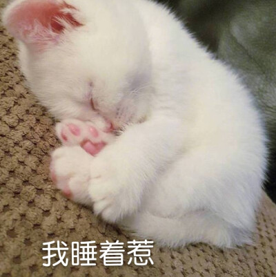 可爱猫咪表情包
（图源微博，表情自制，要拿请评论扣一哦）
么么