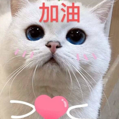 可爱猫咪表情包
（图源微博，表情自制，要拿请评论扣一哦）
么么