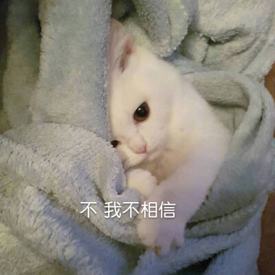 可爱猫咪表情包
（图源微博，自制不易，要拿请评论扣一哦）
么么