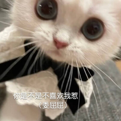 可爱猫咪表情包
（图源微博，自制不易，要拿请评论扣一哦）
么么