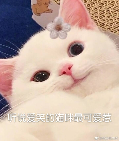 可爱猫咪表情包
（图源微博，自制不易，要拿请评论扣一哦）
么么