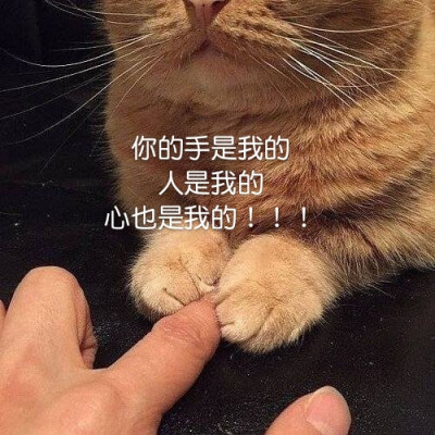 可爱猫咪表情包
（图源微博，自制不易，要拿请评论扣一哦）
爱你们，么么