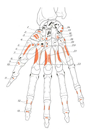 人体骨骼手部分析