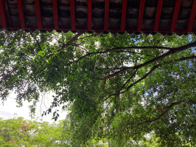 纯原图