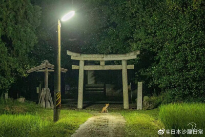 神社下的狐狸