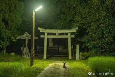 神社下的狐狸