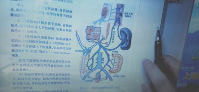 门脉分支