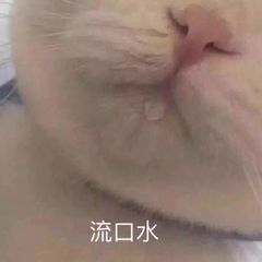 猫猫表情包