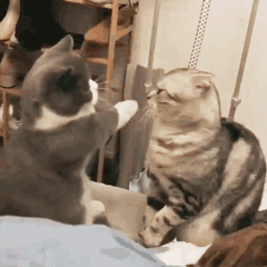 猫猫表情包