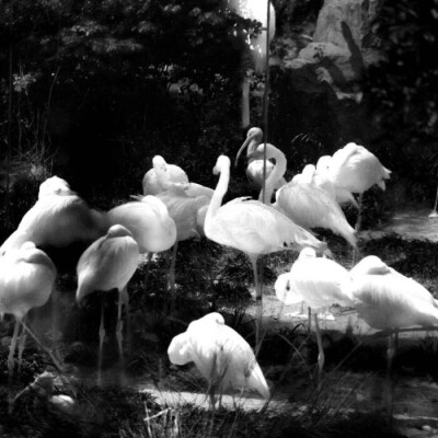 人在黑暗里待得久了，就会本能地去靠近灼热的东西。