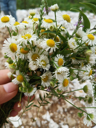 ☘️野雏菊……