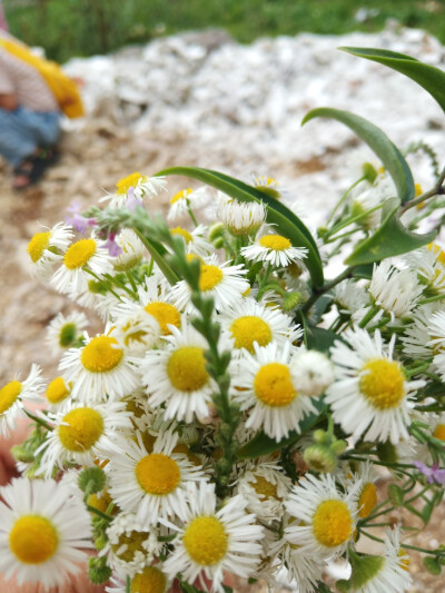 ☘️野雏菊……