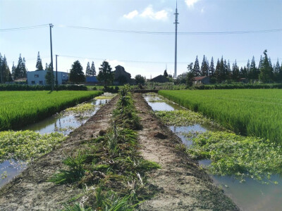 乡村稻田