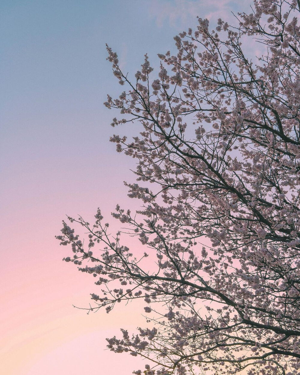 春天有樱花味的天空
以及一勺浓郁的風♡