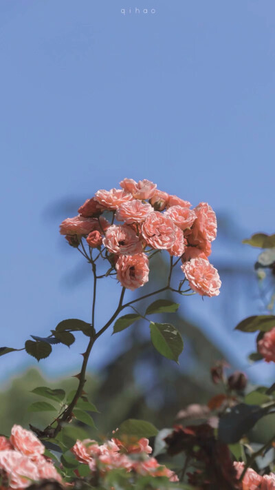 好看的花花