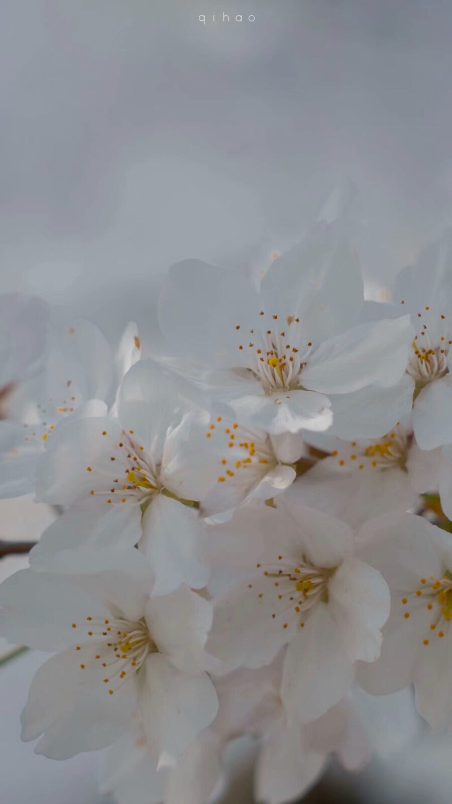 好看的花花