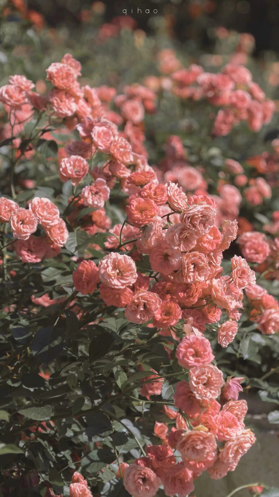 好看的花花