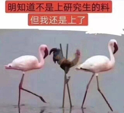 祝你成功上岸