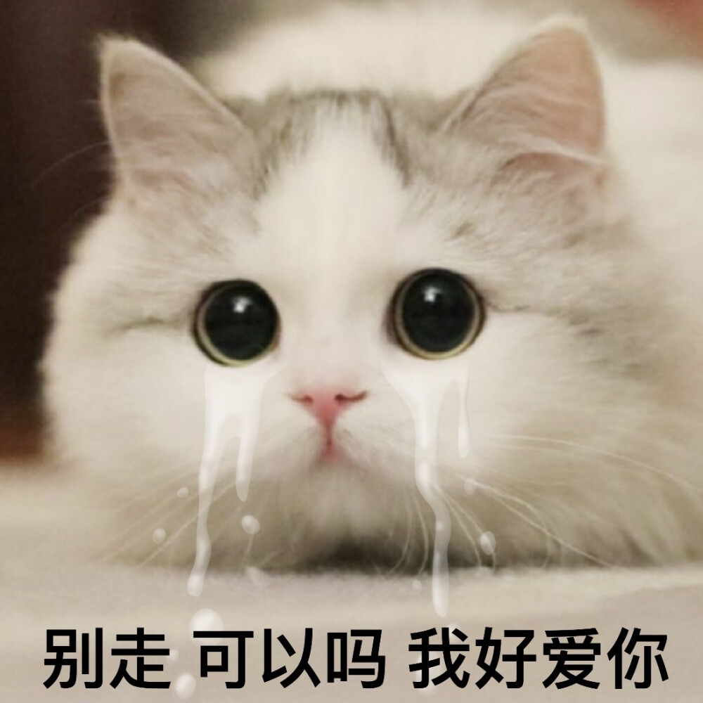 猫猫表情