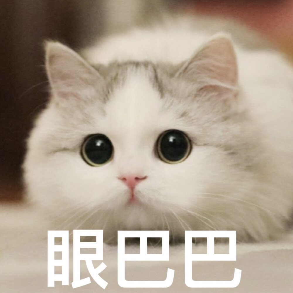 猫猫表情