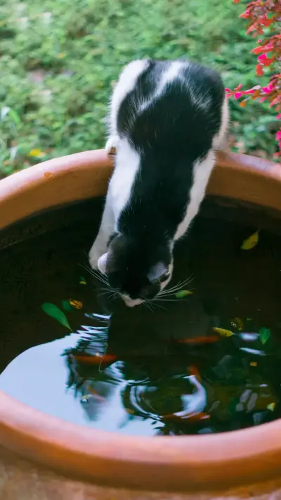 夏天和猫