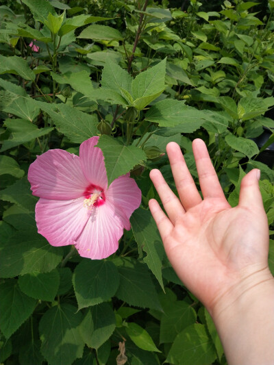 芙蓉葵(汾河公园 南内桥段2020.7.15)